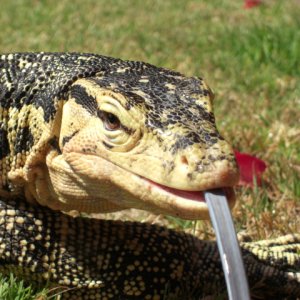 Male Captive Bred Salvator