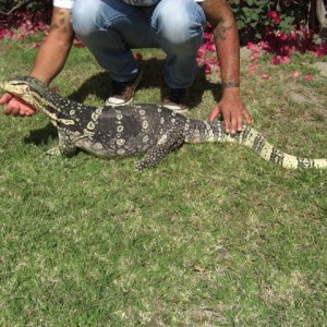 Male Captive Bred Salvator