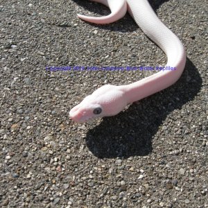 SD2010-1 Male BEL Mojave x Lesser