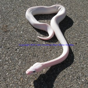 SD2010-1 Male BEL Mojave x Lesser