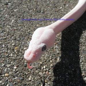 SD2010-1 Male BEL Mojave x Lesser