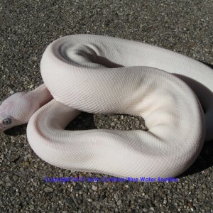 SD2010-3 Female BEL Mojave x Lesser