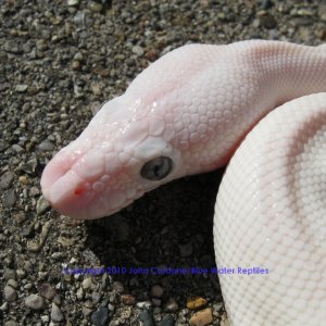 SD2010-3 Female BEL Mojave x Lesser