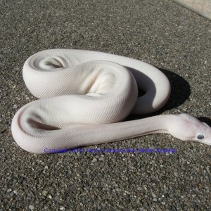SD2010-3 Female BEL Mojave x Lesser