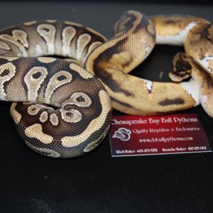 09 pied and mojave