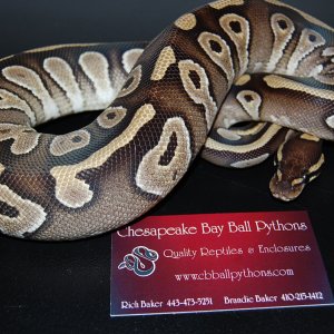 09 pied and mojave