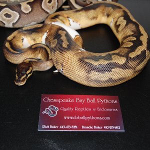 09 pied and mojave