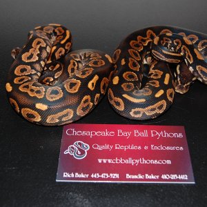09 pied and mojave