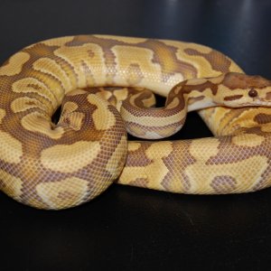 rirefly-caramel-2010MARS