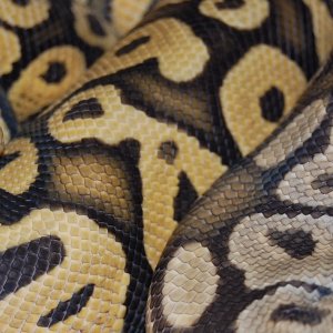 pastel hypo and grey hypo