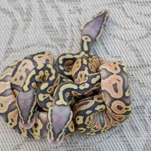 pastel hypos from phypo and grey hypo