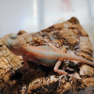 Red Hypo Tranlucent (Super) Leathers &amp; Silkies