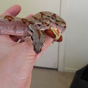 Colorful Hypo het albino