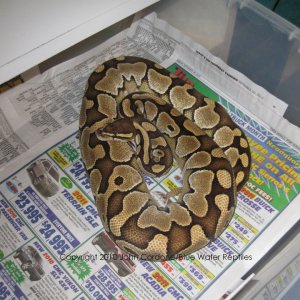Delilah