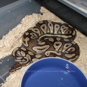 Samson