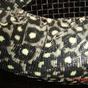 varanus doreanus finschi