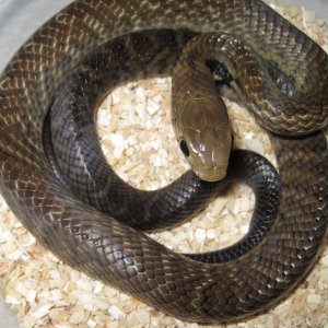 My Fem.BT Cribo
