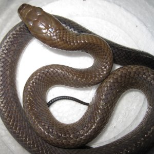 My Male BT Cribo