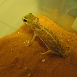 female1-1