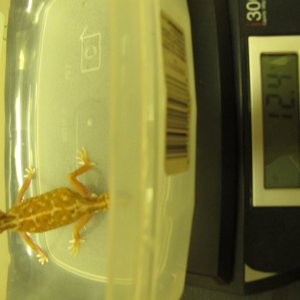 female1-scale