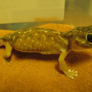 female2-1
