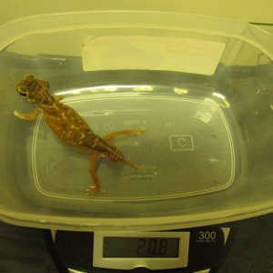 female2-scale