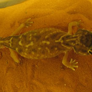 nephrurus deleani (Trio)