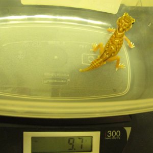 male_scale1