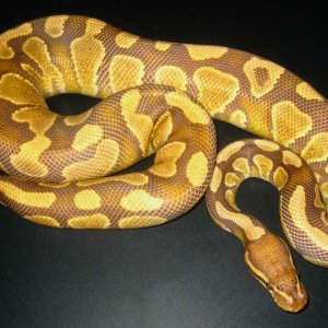 Caramel_Male