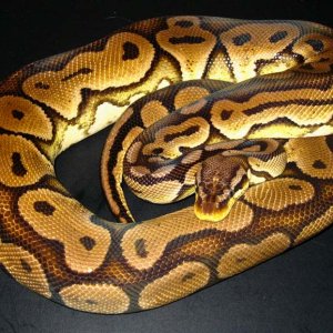 Male_HRA_Pastel_Breeder