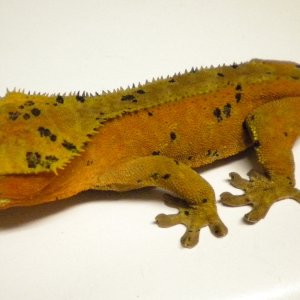 Another Pic of Pokey