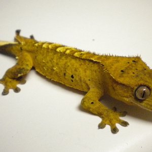 Petri