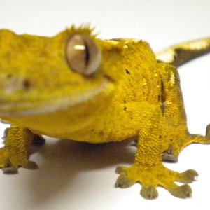 Petri