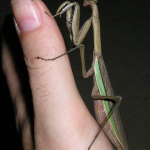 Mantis
