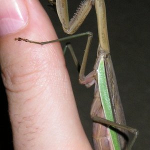 Mantis