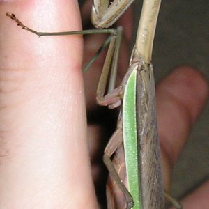 Mantis