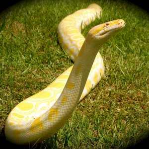 My 14 foot albino burmese