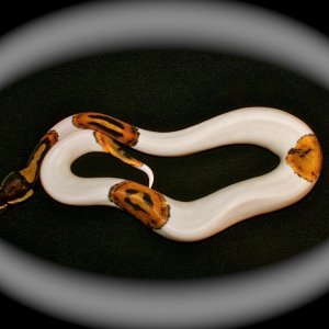 my smiley pied  perfect pattern
