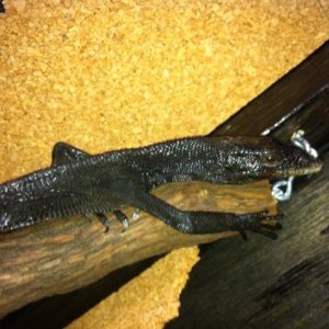 Black Tree Monitor Pair -Male