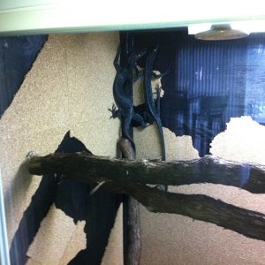 Black Tree Monitor Pair