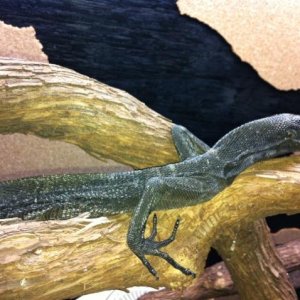 Black Tree Monitor Pair -Male