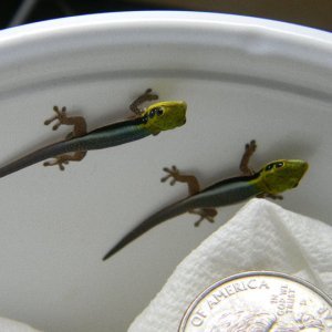 Phelsuma Klemmeri