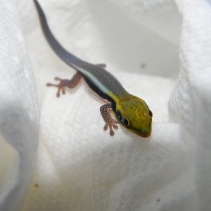 Phelsuma Klemmeri