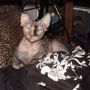 Cleopatra