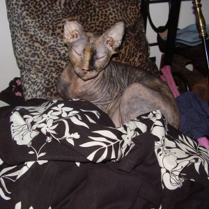 Cleopatra