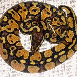 Female Pastel