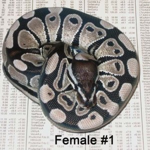 Female VPI #1