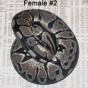 VPI Ax Female 2
