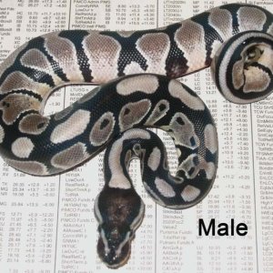 VPI Ax Male