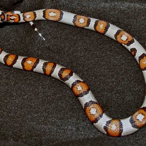 Zuzecca-09031_